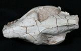 Oreodont (Merycoidodon gracilis) Skull - South Dakota #31523-3